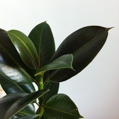 Ficus Elastica - Baby Rubber Plant